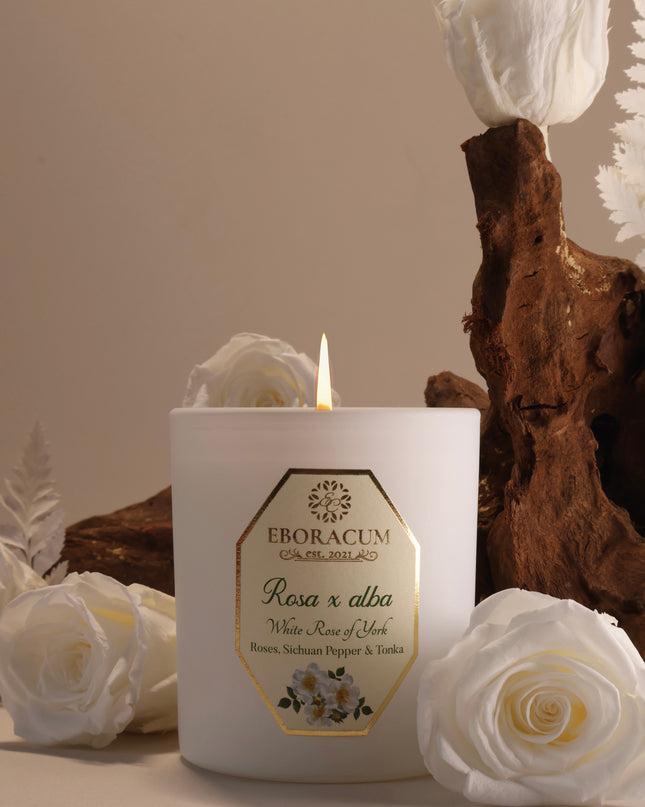 Rosa x Alba (Rose, Pepper and Tonka) White Rose of York