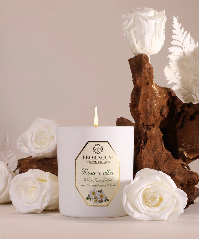 Rosa x Alba (Rose, Pepper and Tonka) White Rose of York